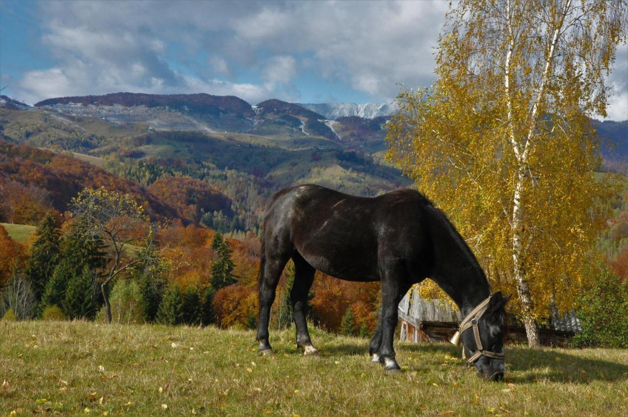 Hotel Cabanuta Din Munti Moieciu de Jos Exteriér fotografie