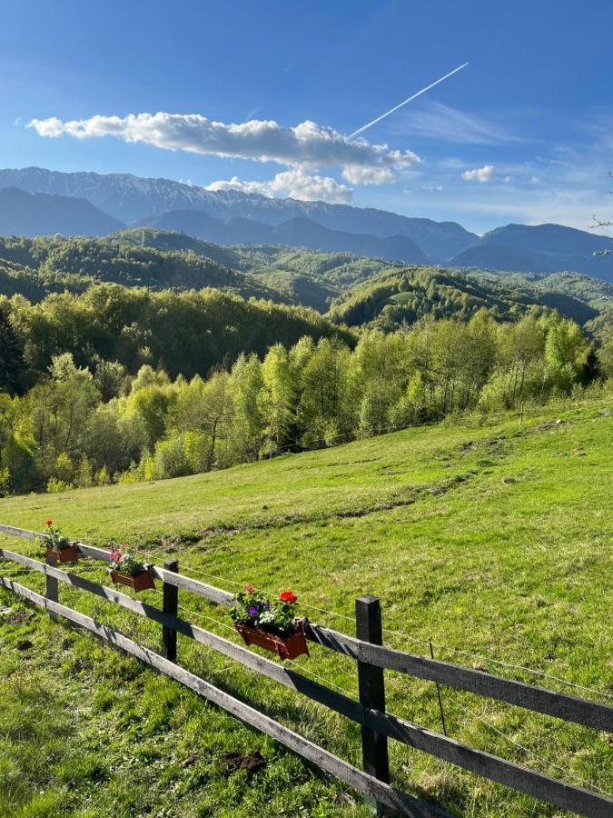 Hotel Cabanuta Din Munti Moieciu de Jos Exteriér fotografie