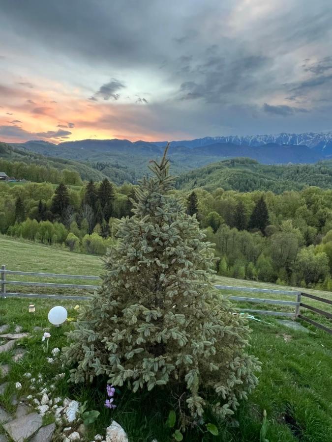 Hotel Cabanuta Din Munti Moieciu de Jos Exteriér fotografie
